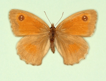 albinotica Gatekeeper (Pyronia tithonus)