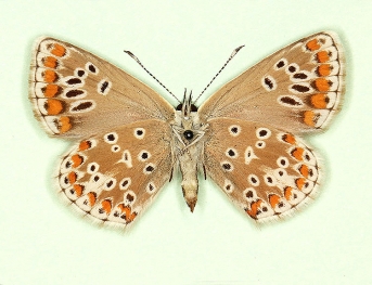 subtus-radiata Brown Argus (Aricia agestis)
