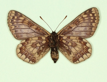 atratus Marsh Fritillary (Euphydryas aurinia)