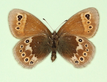 addenda Large heath (Coenonympha tullia)