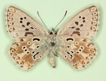 confluente Chalkhill Blue (Polyommatus (Lysandra) coridon)