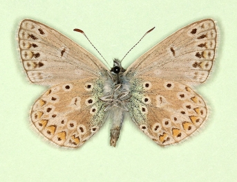 discreta Common Blue (Polyommatus (Lysandra) icarus)