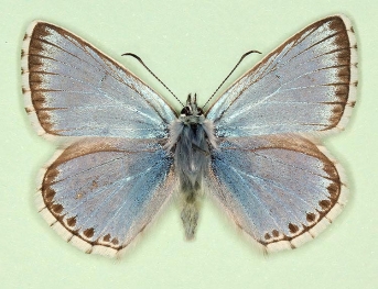 ultraangustimargo Chalkhill Blue (Polyommatus (Lysandra) coridon)