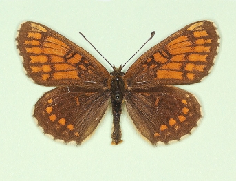 corythallia Heath Fritillary (Melitaea athalia)