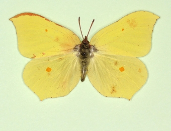 nov Brimstone (Gonepteryx rhamni)