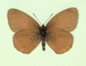 obsoleta Ringlet (Aphantopus hyperanthus)