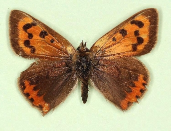 peroneural Small Copper (Lycaena phlaeas)