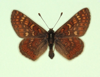 atratus Marsh Fritillary (Euphydryas aurinia)