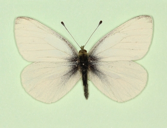 immaculata Small White (Pieris rapae)