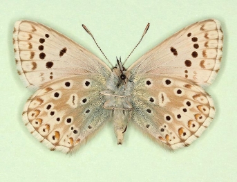 impuncta Chalkhill Blue (Polyommatus (Lysandra) coridon)