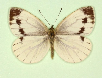 confluens Green-veined White (Pieris napi)