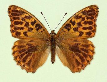 confluens Silver-washed Fritillary (Argynnis paphia)