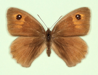 erymanthoides Meadow Brown (Maniola jurtina)