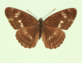obliterae White Admiral (Limenitis camilla)