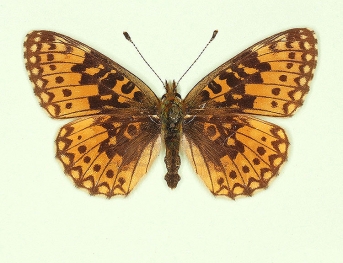 trans ab. medionigrans Small Pearl-bordered Fritillary (Boloria selene)