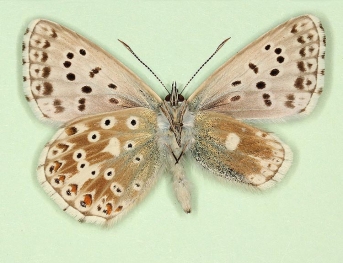 asymmetrical Chalkhill Blue (Polyommatus (Lysandra) coridon)