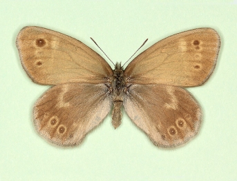 antidex-ab-increscens Large heath (Coenonympha tullia)