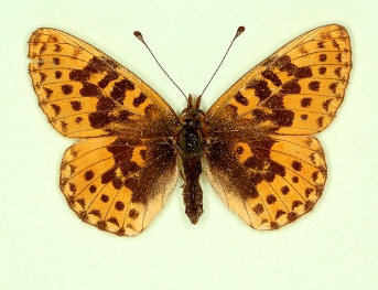 pittionii Pearl-bordered Fritillary (Boloria euphrosyne)