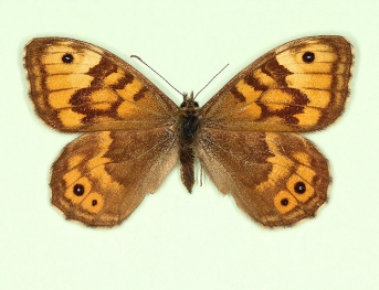 reducta Wall (Lassiommata megaera)