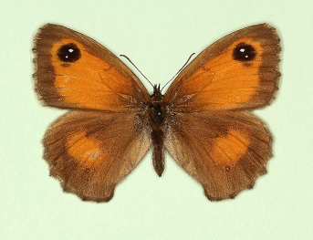 anticrassipuncta Gatekeeper (Pyronia tithonus)