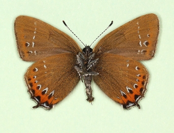 trans-albobsoleta Black Hairstreak (Satyrium pruni)