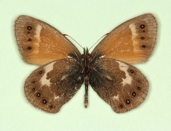 annulonulla Large heath (Coenonympha tullia)