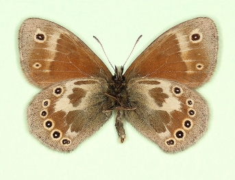 cockaynei Large heath (Coenonympha tullia)
