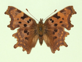 implumis Comma (Polygonia c-album)