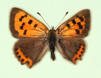 gynandromorph Small Copper (Lycaena phlaeas)