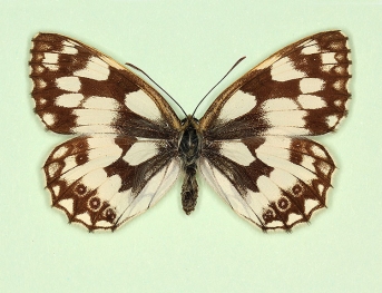 ocellata Marbled White (Melanargia galathea)