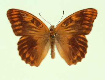 ocellata Silver-washed Fritillary (Argynnis paphia)