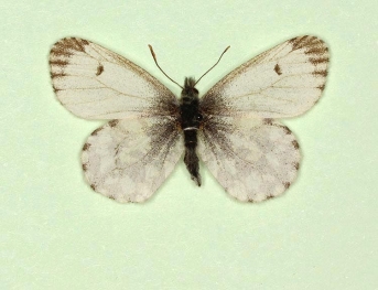 lineata Orange-tip (Anthocharis cardamines)