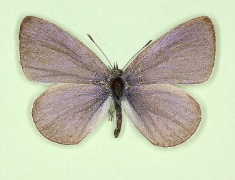 lilacina Holly Blue (Celastrina argiolus)
