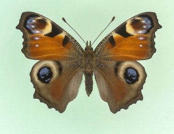 teloides-clara Peacock (Inachis io)