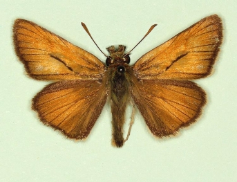 pallidiscus Small Skipper (Thymelicus sylvestris)