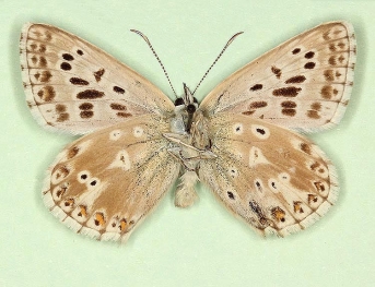 partimflavescens + postobsoleta Chalkhill Blue (Polyommatus (Lysandra) coridon)