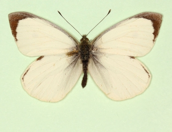 marginata Large White (Pieris brassicae)