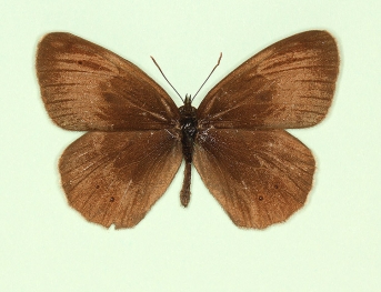 nov Ringlet (Aphantopus hyperanthus)