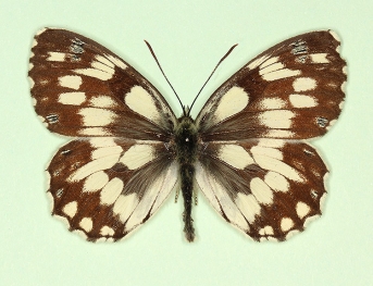 trans ab. nigricans Marbled White (Melanargia galathea)