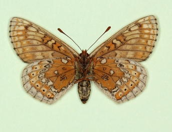 sesostris Marsh Fritillary (Euphydryas aurinia)