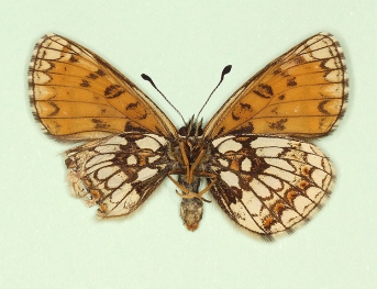 subtusnigrescens Heath Fritillary (Melitaea athalia)