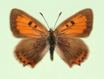 bipunctata Small Copper (Lycaena phlaeas)