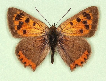 extensa Small Copper (Lycaena phlaeas)