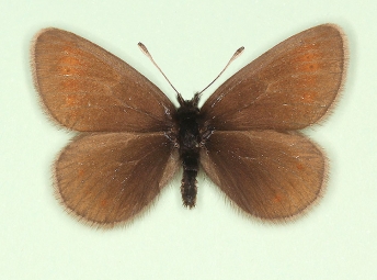 privata Mountain Ringlet (Erebia epiphron)
