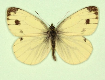 sulphurea + trans-semimaculata Green-veined White (Pieris napi)