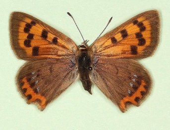 caeruleopunctata Small Copper (Lycaena phlaeas)