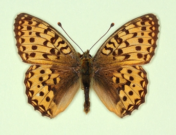 flavescens Dark Green Fritillary (Argynnis aglaja)