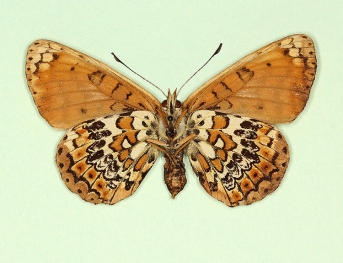 wittei Glanville Fritillary (Melitaea cinxia)