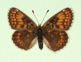 nov Glanville Fritillary (Melitaea cinxia)