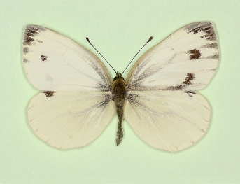 Bilateral gynandromorph Green-veined White (Pieris napi)